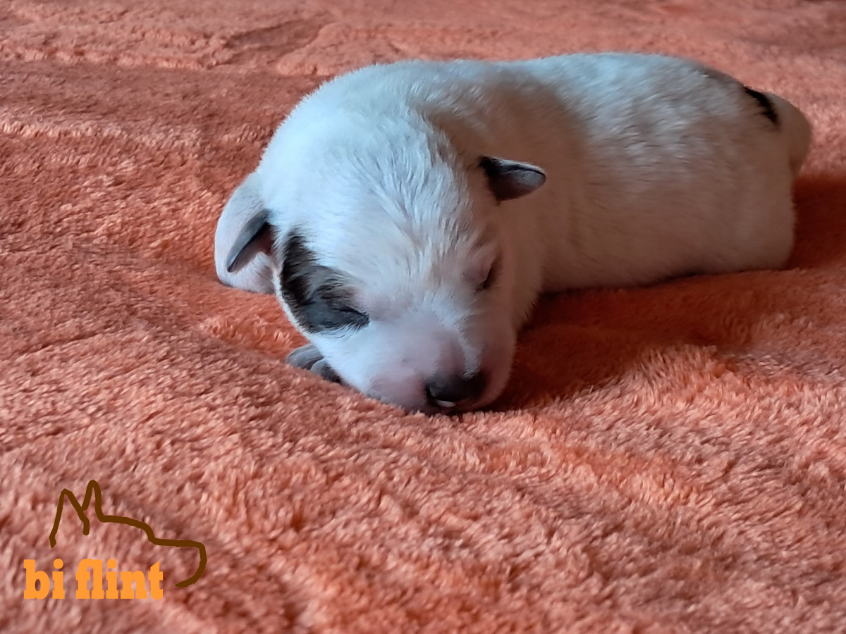 puppiesh_01.jpeg