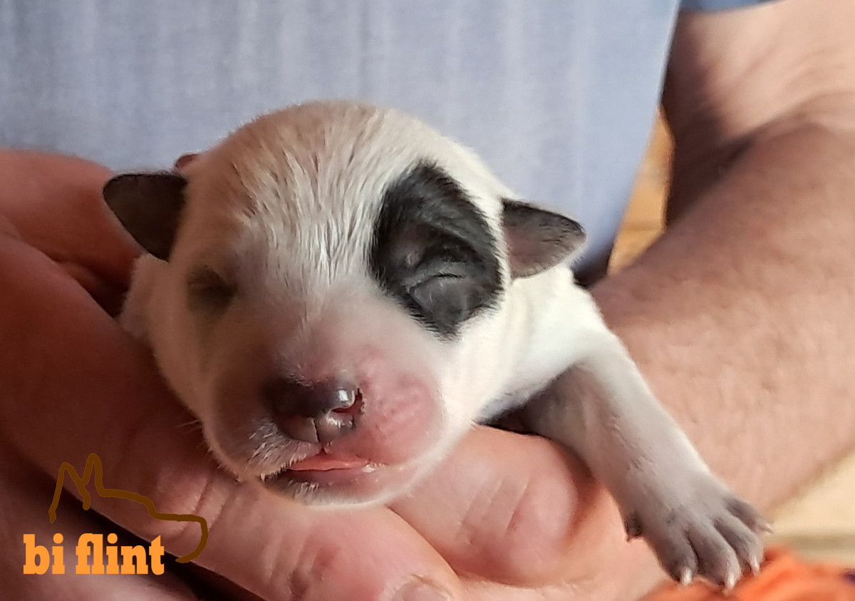 puppiesh_04.jpeg