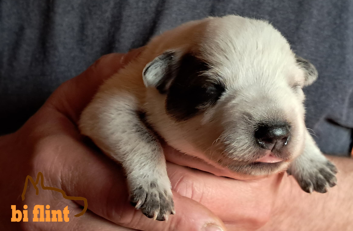 puppiesh_OneWeek_01.jpg