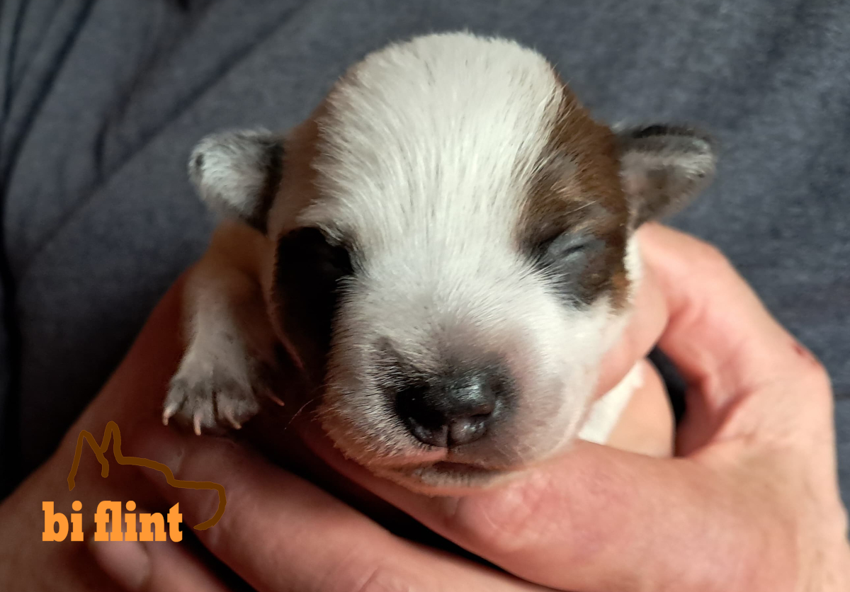 puppiesh_OneWeek_Honey_Bunny.jpg