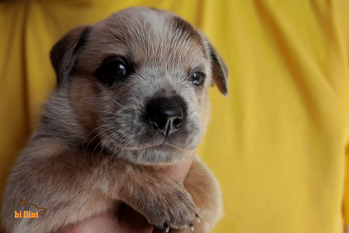puppiesh_happy_4w.jpg