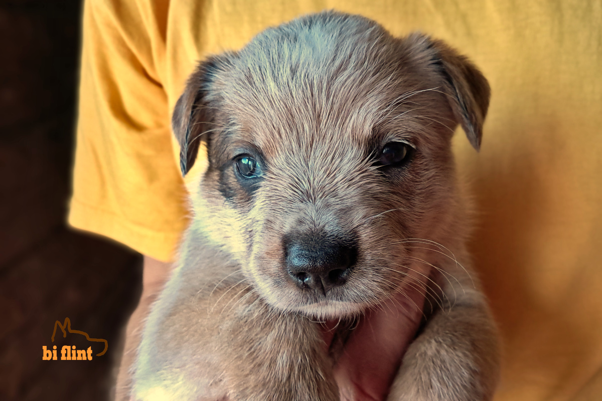 puppiesh_harumi_4w.jpg